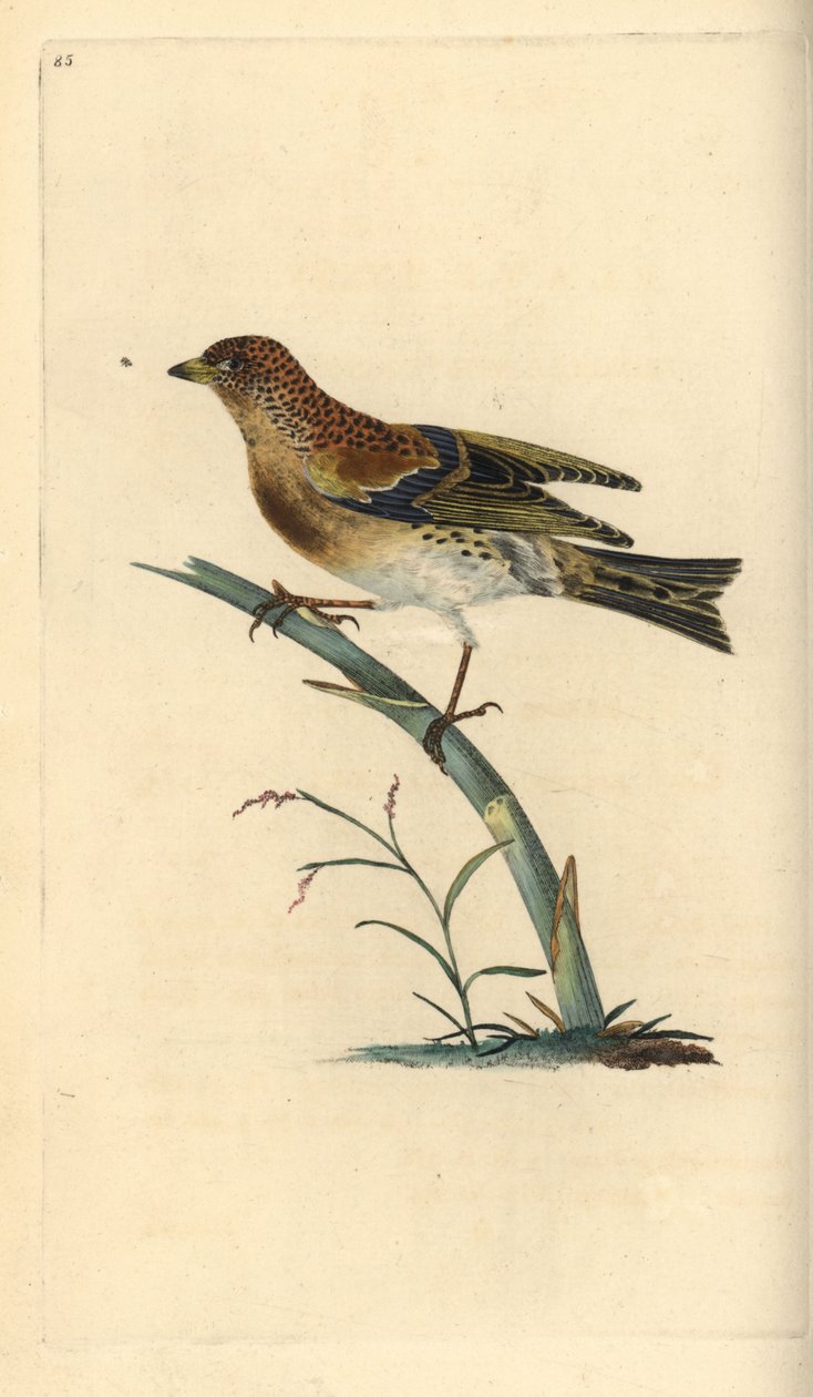 Bergfink, Fringilla montifringilla. Handkolorierte Kupferstich von Edward Donovan aus seiner Natural History of British Birds, London von Edward Donovan