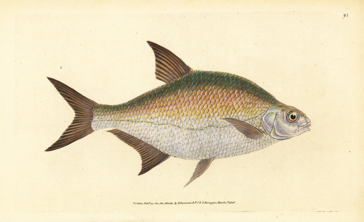 Brachse, Abramis brama (Cyprinus brama) von Edward Donovan