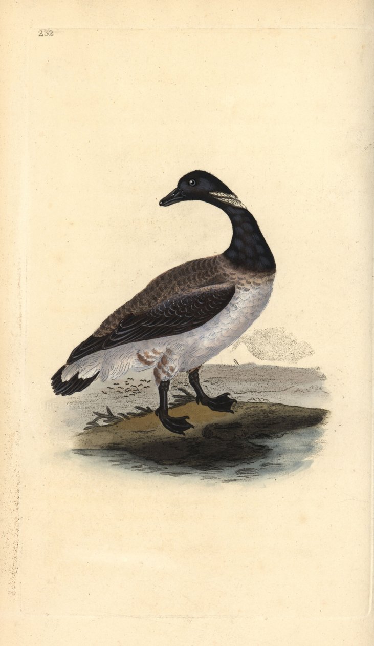 Ringelgans, Branta bernicla. Handkolorierte Kupferstichzeichnung und -gravur von Edward Donovan aus seiner Natural History of British Birds, London von Edward Donovan