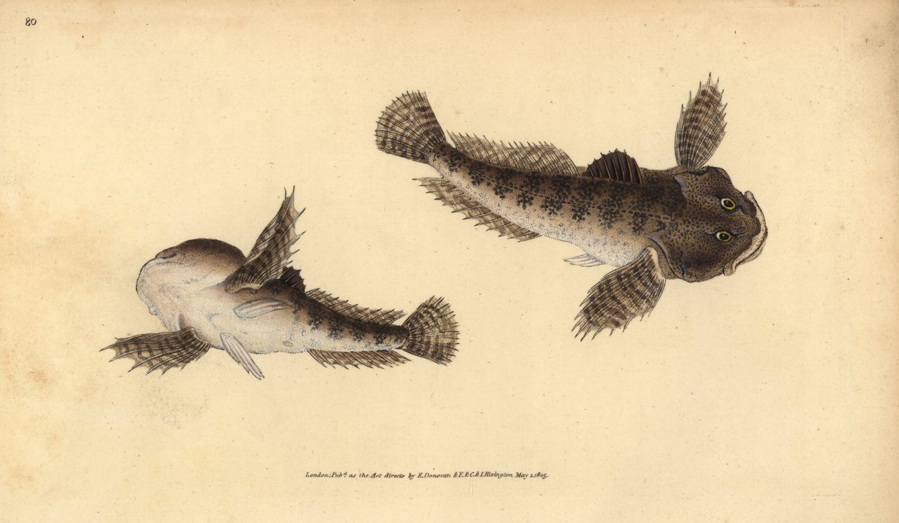 Koppe, Cottus gobio. Handkolorierte Kupferstichzeichnung und -gravur von Edward Donovan aus seiner „Natural History of British Fishes“, Donovan und F.C. und J. Rivington, London von Edward Donovan