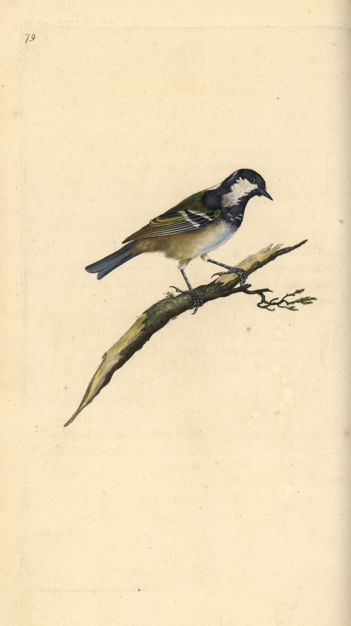Tannenmeise, Periparus ater. Handkolorierte Kupferstich von Edward Donovan aus seiner Natural History of British Birds, London von Edward Donovan