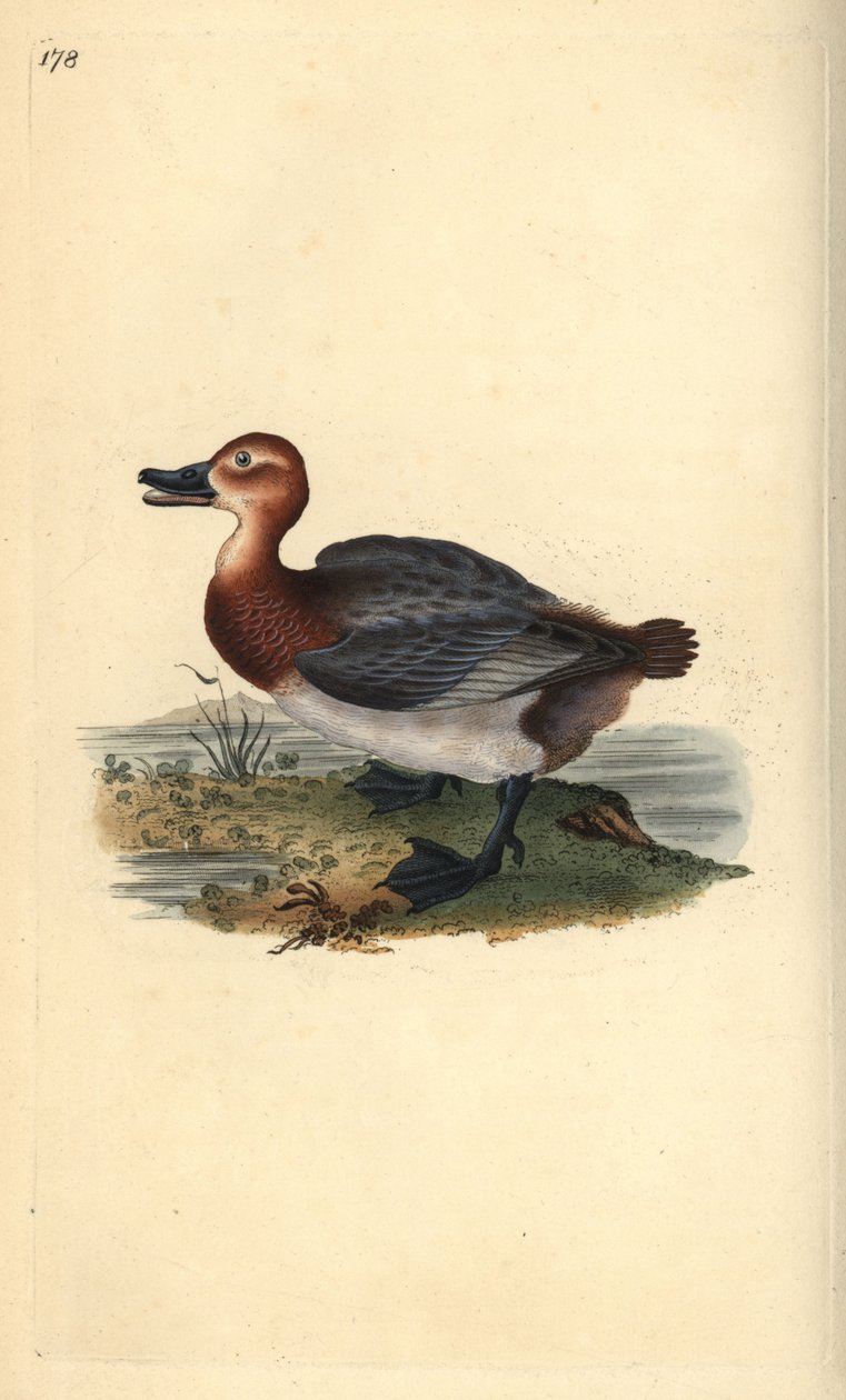 Tafelente, Aythya ferina (weiblich). Handkolorierte Kupferplatte von Edward Donovan aus seinem eigenen „Natural History of British Birds“ von Edward Donovan