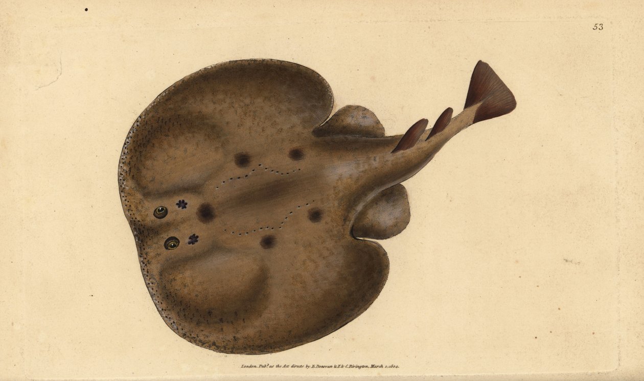 Gemeiner Torpedo oder Augen-Elektrorochen, Raja torpedo. Handkolorierte Kupferstichzeichnung und -gravur von Edward Donovan aus seiner Natural History of British Fishes, Donovan und F.C. und J. Rivington, London von Edward Donovan