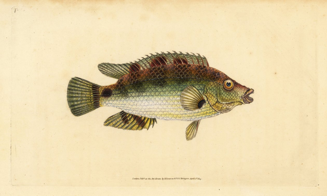 Korkflügel-Lippfisch, Symphodus melops (Goldfinne, Labrus cornubius). Handkolorierte Kupferstichzeichnung und -gravur von Edward Donovan aus seiner Natural History of British Fishes, Donovan und F.C. und J. Rivington, London von Edward Donovan