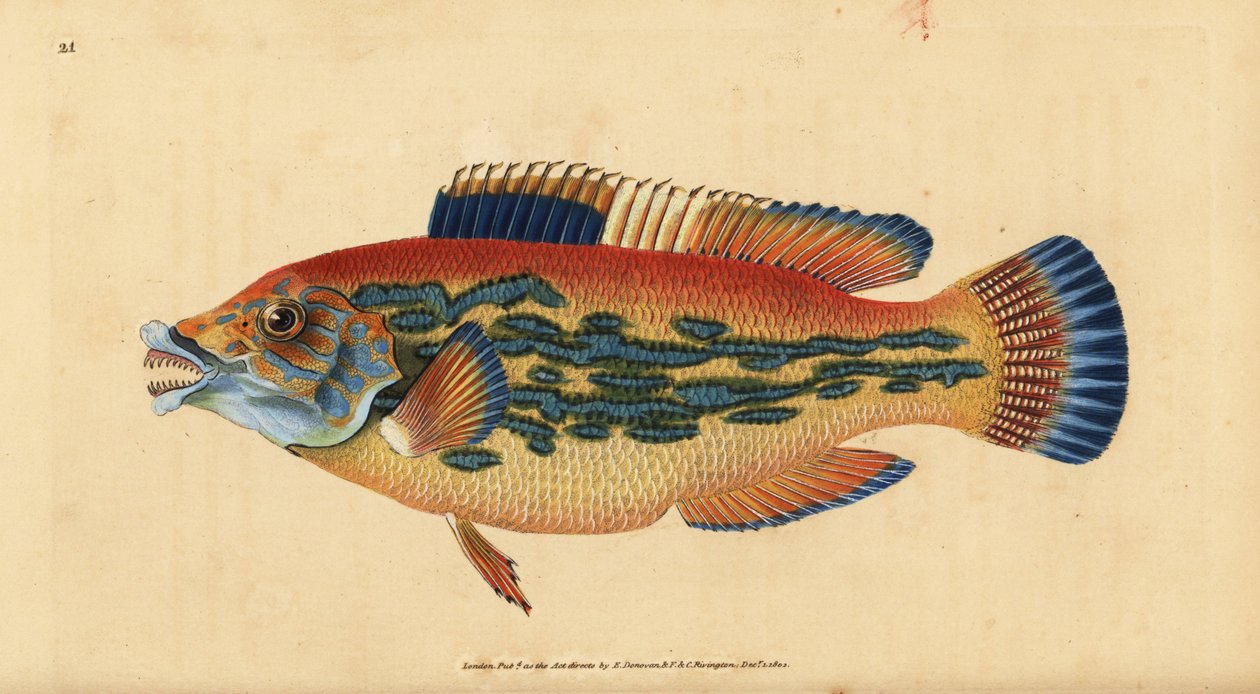 Lippfisch, Labrus mixtus. Handkolorierte Kupferstich von Edward Donovan aus seiner Natural History of British Fishes, Donovan und F.C. und J. Rivington, London von Edward Donovan