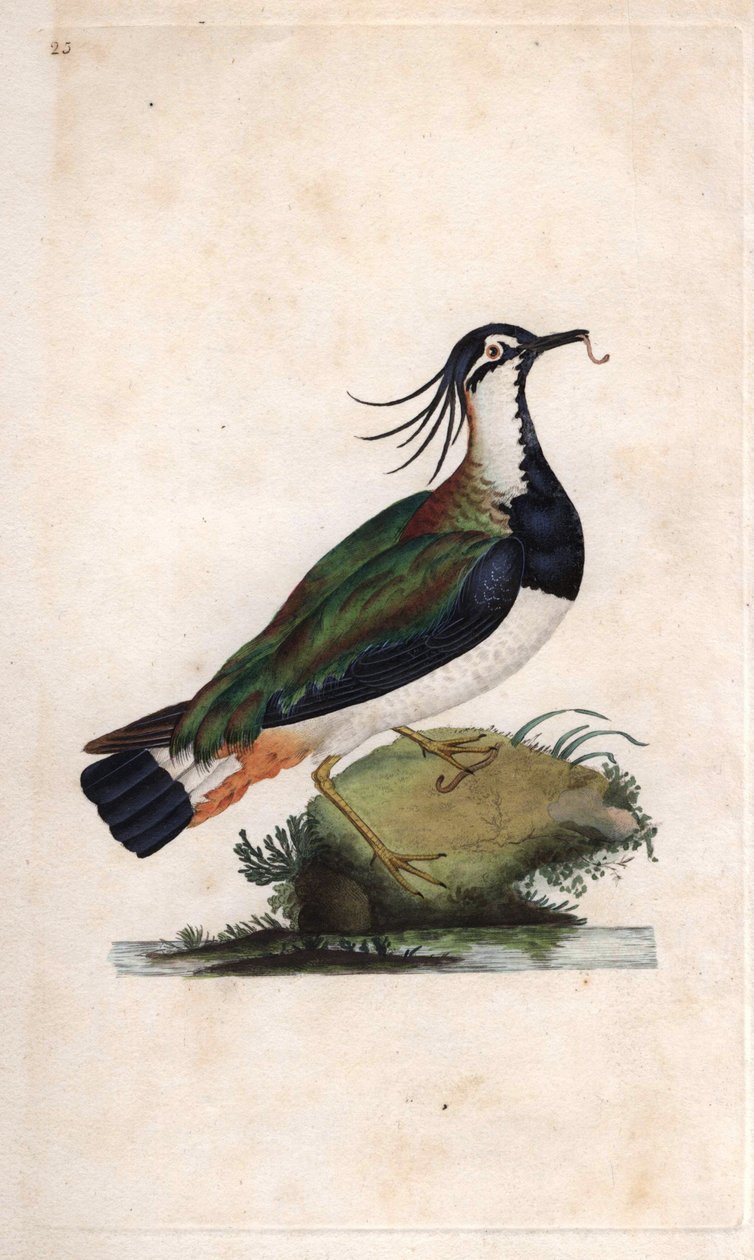 Kiebitz. Vanellus vanellus (Tringa vanellus). Kupferstich von Edward Donovan (1768-1837), veröffentlicht in Histoire naturelle des oiseaux britanniques, London von Edward Donovan