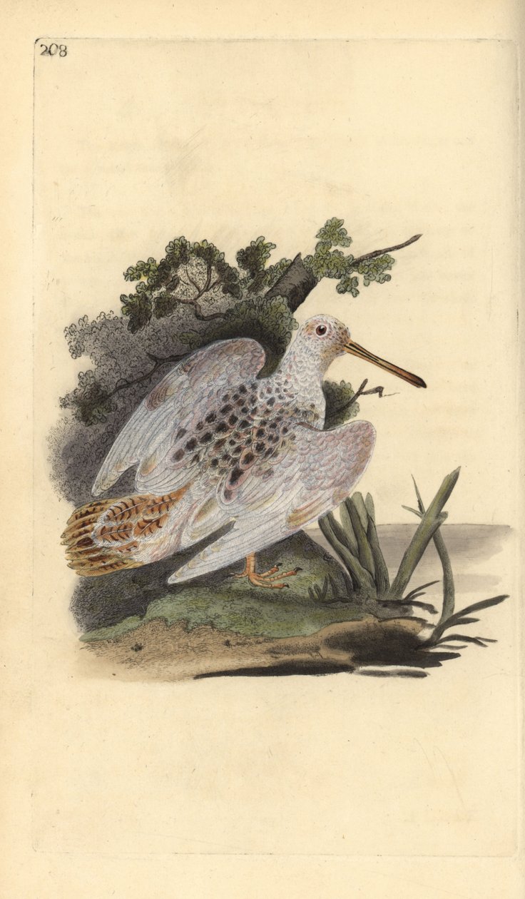 Eurasische Waldschnepfe, Scolopax rusticola. Handkolorierte Kupferplatte von Edward Donovan aus seinem eigenen „Natural History of British Birds“ von Edward Donovan