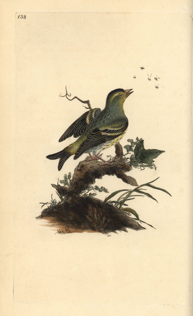 Erlenzeisig, Carduelis spinus. Handkolorierte Kupferstichzeichnung und -gravur von Edward Donovan aus seinem eigenen „Natural History of British Birds“, London von Edward Donovan
