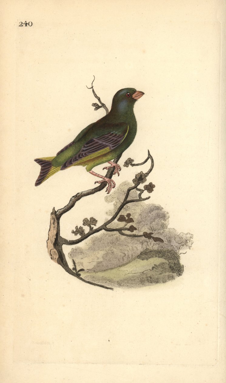 Grünfink (Carduelis chloris). Handkolorierter Kupferstich von Edward Donovan aus seinem Werk „Natural History of British Birds“, London von Edward Donovan