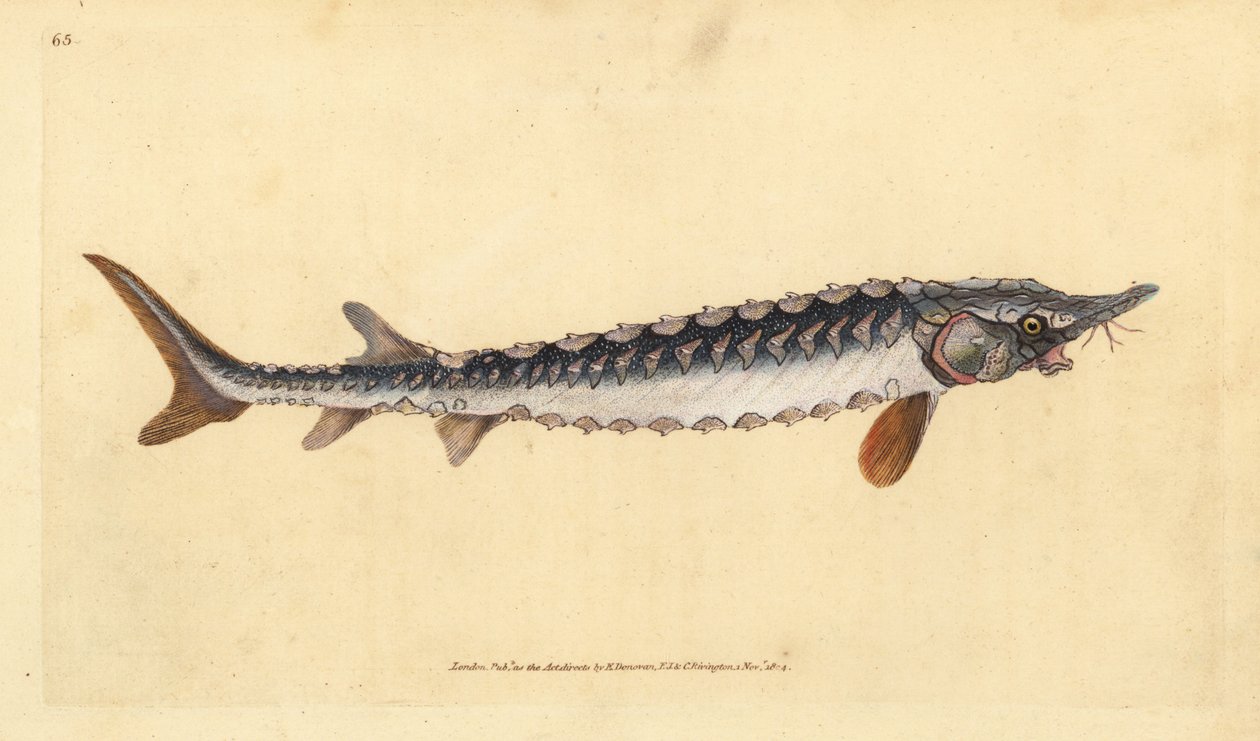Europäischer oder Gemeiner Stör. Kritisch gefährdet. Handkolorierte Kupferplatte gezeichnet und graviert von Edward Donovan aus seiner Natural History of British Fishes, Donovan und F.C. und J. Rivington, London von Edward Donovan