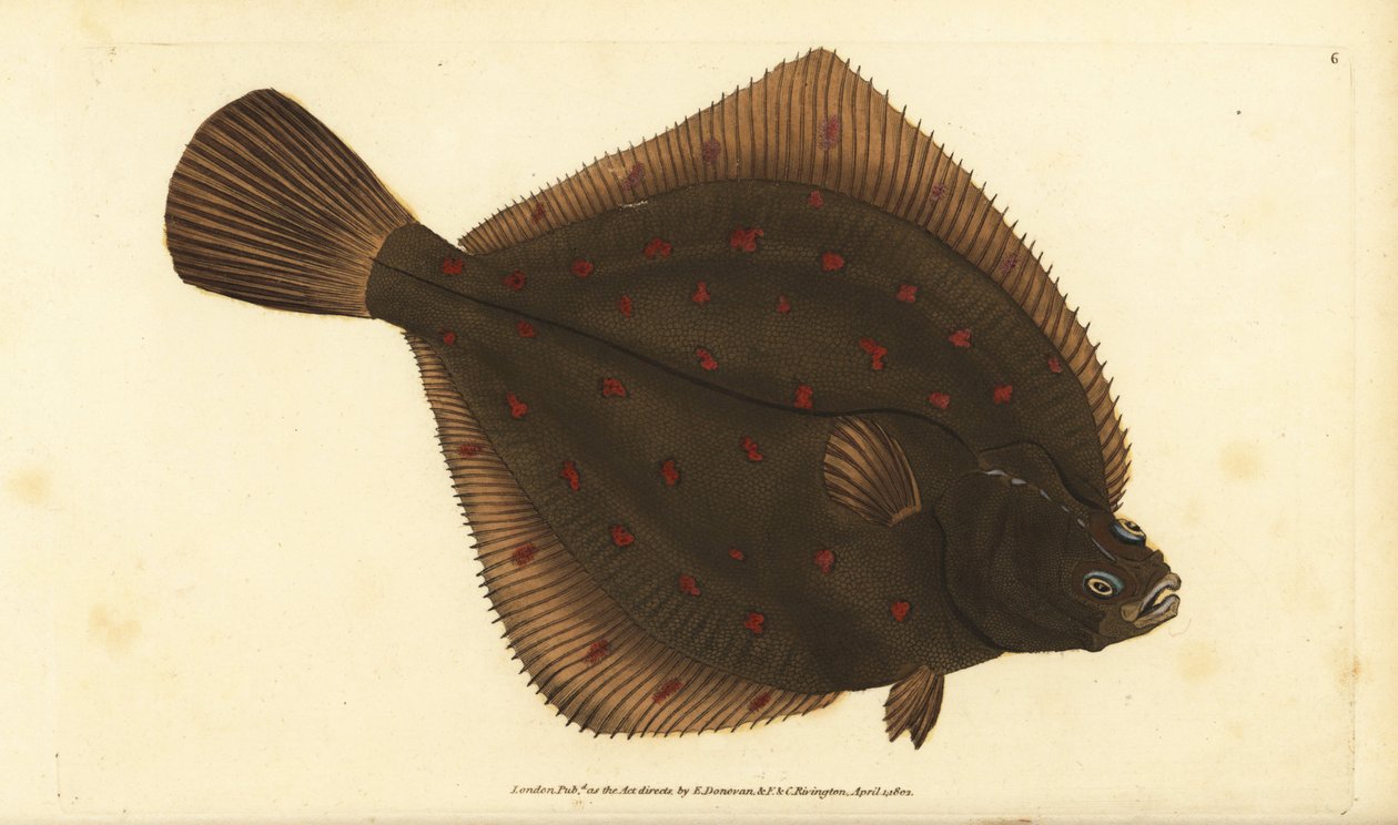 Europäische Scholle, Pleuronectes platessa. Handkolorierte Kupferstichzeichnung und -gravur von Edward Donovan aus seiner „Natural History of British Fishes“, Donovan und F.C. und J. Rivington, London von Edward Donovan
