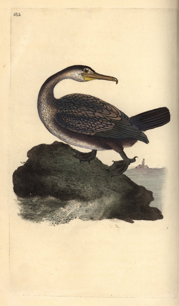 Krähenscharbe, Phalacrocorax aristotelis. Handkolorierte Kupferstichzeichnung und -gravur von Edward Donovan aus seinem eigenen „Natural History of British Birds“, London von Edward Donovan