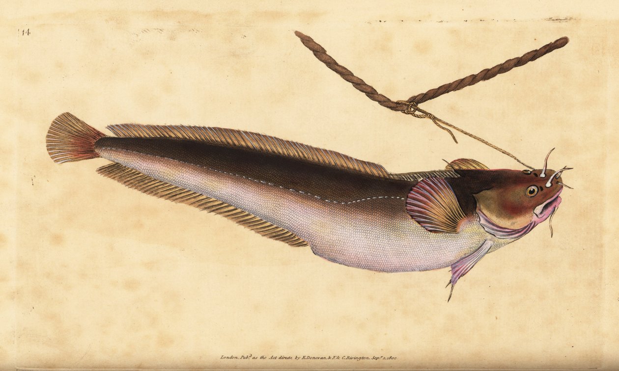 Fünfbärtiger Dorsch, Ciliata mustela (Fünfbärtiger Kabeljau, Gadus mustela) von Edward Donovan