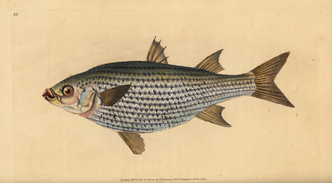 Dickkopfmeeräsche, Mugil cephalus. Handkolorierte Kupferstichzeichnung und -gravur von Edward Donovan aus seiner „Natural History of British Fishes“, Donovan und F.C. und J. Rivington, London von Edward Donovan