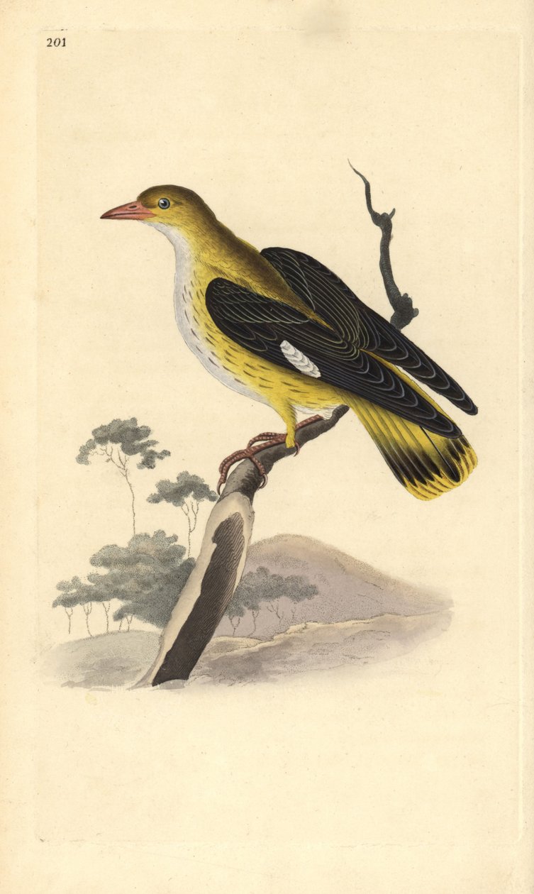 Pirol (Weibchen), Oriolus oriolus. Handkolorierter Kupferstich von Edward Donovan aus seiner eigenen „Natural History of British Birds“, London von Edward Donovan