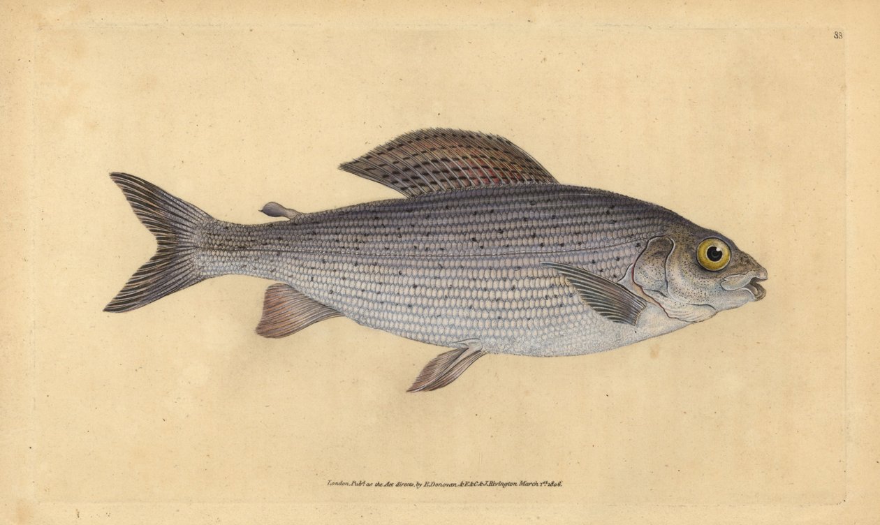 Äsche, Thymallus thymallus. Handkolorierte Kupferstichzeichnung und -gravur von Edward Donovan aus seiner „Natural History of British Fishes“ von Edward Donovan