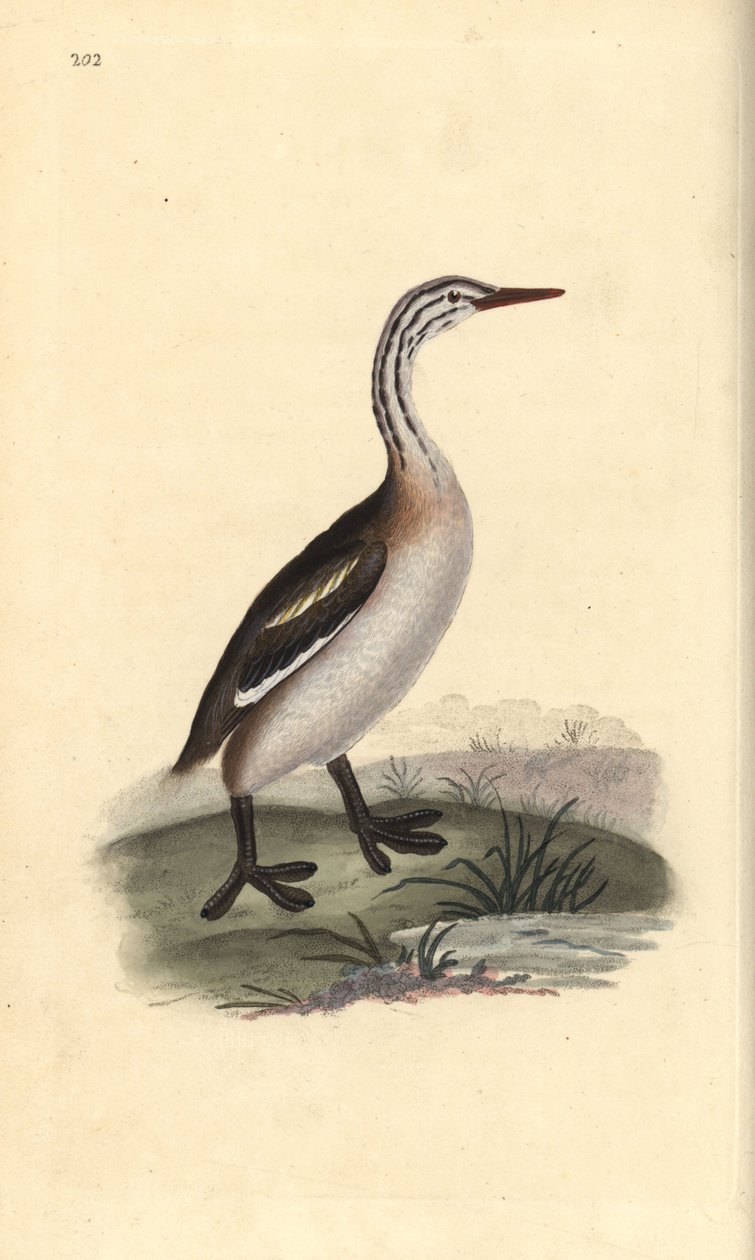 Haubentaucher, Podiceps cristatus. Handkolorierte Kupferplatte gezeichnet und graviert von Edward Donovan aus seiner eigenen „Natural History of British Birds,“ London von Edward Donovan