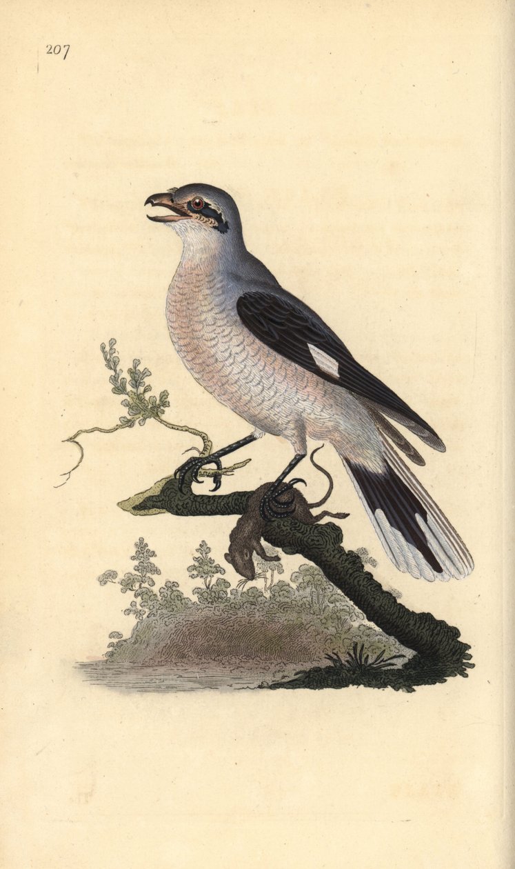 Raubwürger (weiblich), Lanius excubitor. Handkolorierte Kupferstich von Edward Donovan aus seiner Natural History of British Birds, London von Edward Donovan