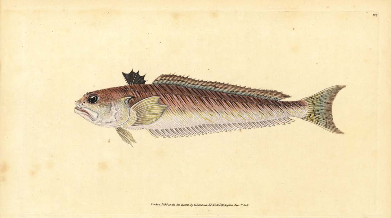 Großer Petermännchen, Trachinus draco (Großer Petermännchen oder Stichbulle, Trachinus major). Handkolorierter Kupferstich von Edward Donovan aus seiner „Natural History of British Fishes“, Donovan und F.C. und J. Rivington, London von Edward Donovan