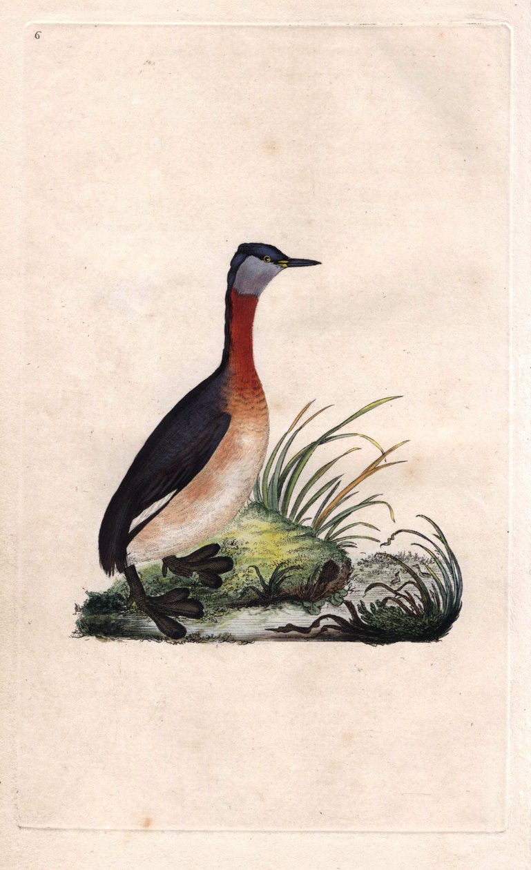 Rothalstaucher. Podiceps grisegena (Podiceps ruficollis). Kupferstich von Edward Donovan (1768-1837), veröffentlicht in Naturgeschichte der britischen Vögel, London von Edward Donovan