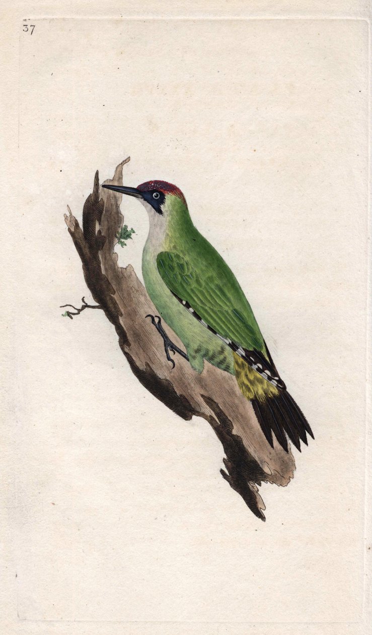 Grünspecht, Picus viridis. Kupferstich von Edward Donovan, veröffentlicht in „Histoire naturelle des oiseaux britanniques“ von Edward Donovan