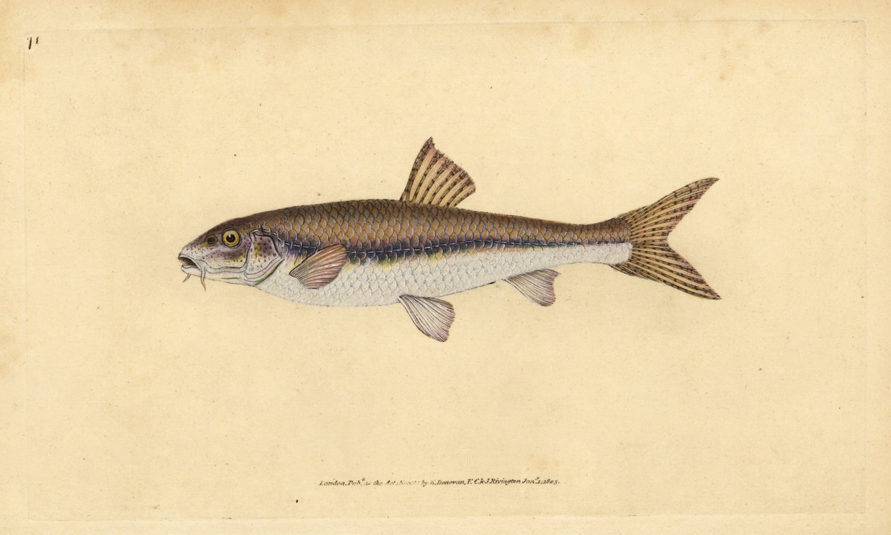 Gründling, Gobio gobio (Cyprinus gobio). Handkolorierte Kupferplatte gezeichnet und graviert von Edward Donovan aus seiner Natural History of British Fishes, Donovan und F.C. und J. Rivington, London von Edward Donovan