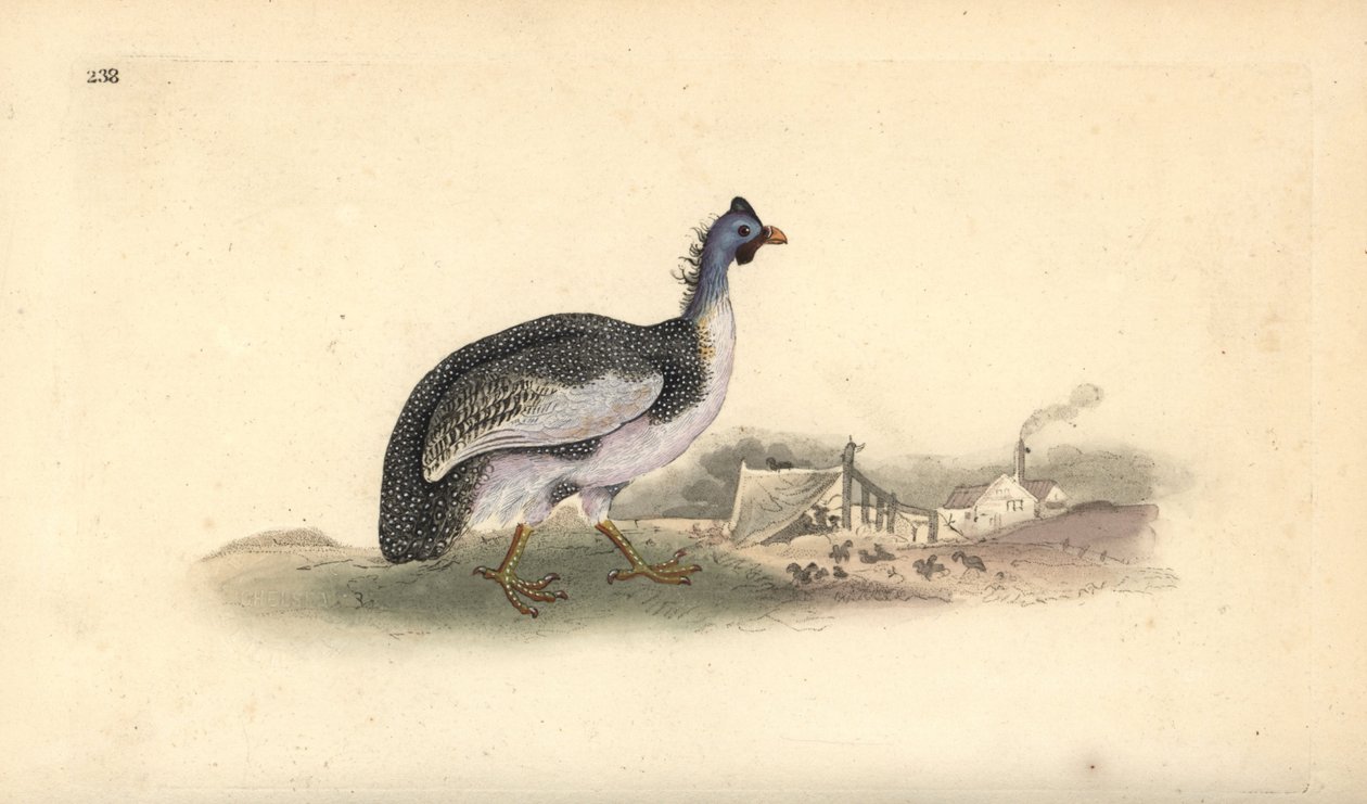 Helmperlhuhn, Numida meleagris. Handkolorierte Kupferstichzeichnung und -gravur von Edward Donovan aus seiner Natural History of British Birds, London von Edward Donovan