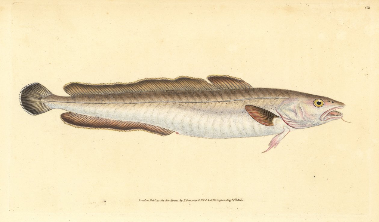 Lengfisch, Molva molva (Gadus molva). Handkolorierter Kupferstich von Edward Donovan aus seiner „Natural History of British Fishes“, Donovan und F.C. und J. Rivington, London von Edward Donovan