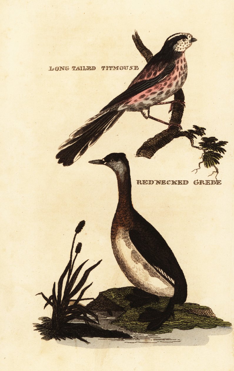 Schwanzmeise oder Langschwanzmeise, Aegithalos caudatus und Rothalstaucher, Podiceps grisegena von Edward Donovan