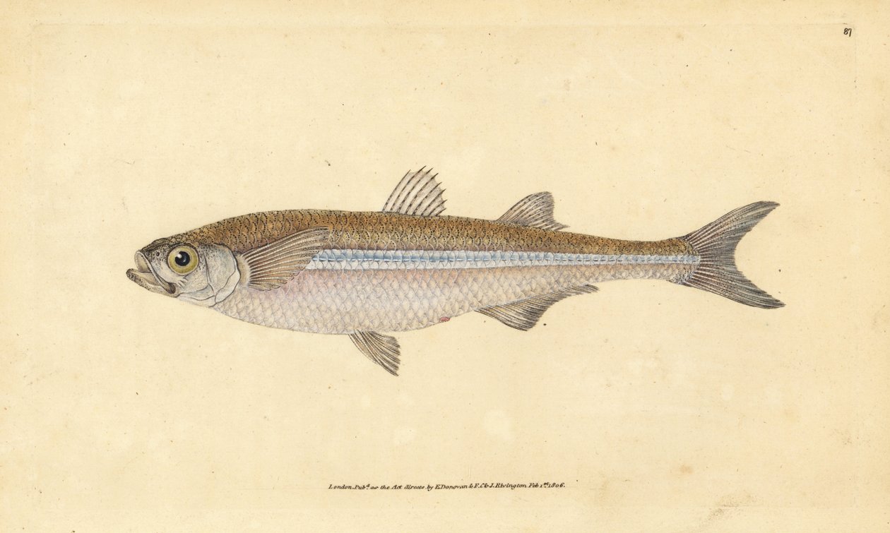 Mittelmeer-Sandaal oder Europäische Ätherine, Atherina hepsetus. Handkolorierte Kupferplatte gezeichnet und graviert von Edward Donovan aus seiner Naturgeschichte der britischen Fische, Donovan und F.C. und J. Rivington, London von Edward Donovan