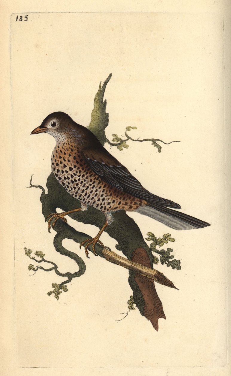 Misteldrossel, Turdus viscivorus. Handkolorierter Kupferstich von Edward Donovan aus seiner eigenen „Natural History of British Birds“, London von Edward Donovan