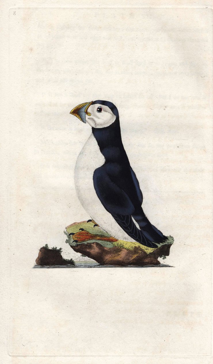 Papageitaucher. Fratercula arctica (Alca arctica). Kupferstich von Edward Donovan (1768-1837), veröffentlicht in Histoire naturelle des oiseaux britanniques, London von Edward Donovan