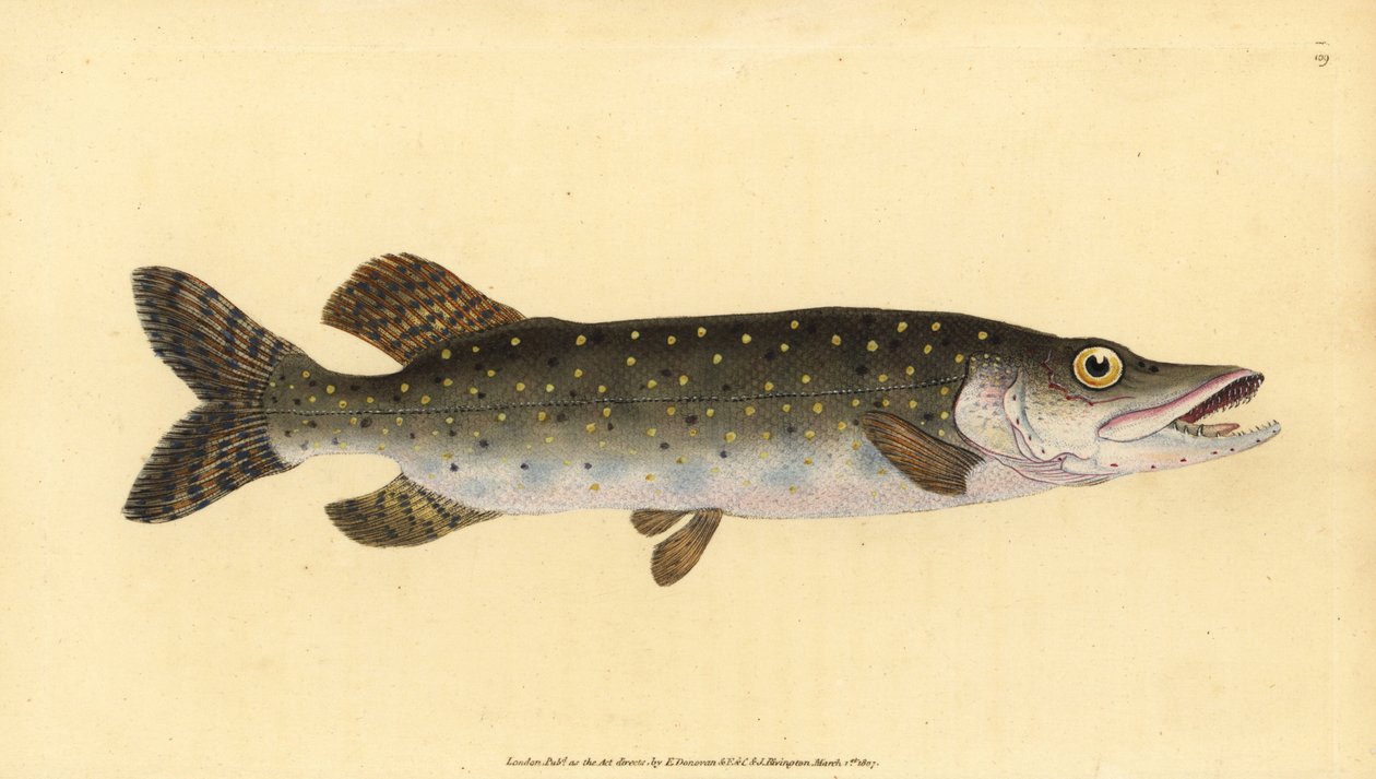 Hecht, Esox lucius. Handkolorierte Kupferplatte gezeichnet und graviert von Edward Donovan aus seiner Naturgeschichte der britischen Fische, Donovan und F.C. und J. Rivington, London von Edward Donovan