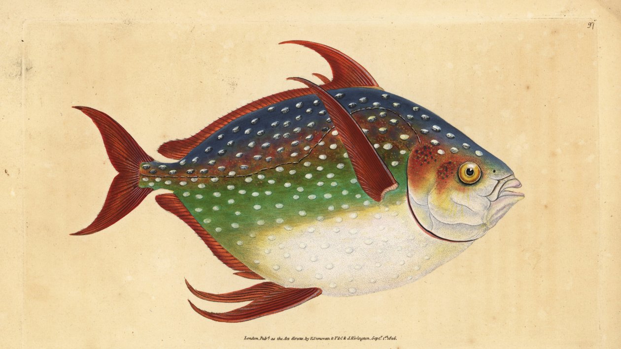 Opah oder Königfisch, Lampris guttatus (Zeus luna). Handkolorierte Kupferplatte gezeichnet und graviert von Edward Donovan aus seiner Natural History of British Fishes, Donovan und F.C. und J. Rivington, London von Edward Donovan