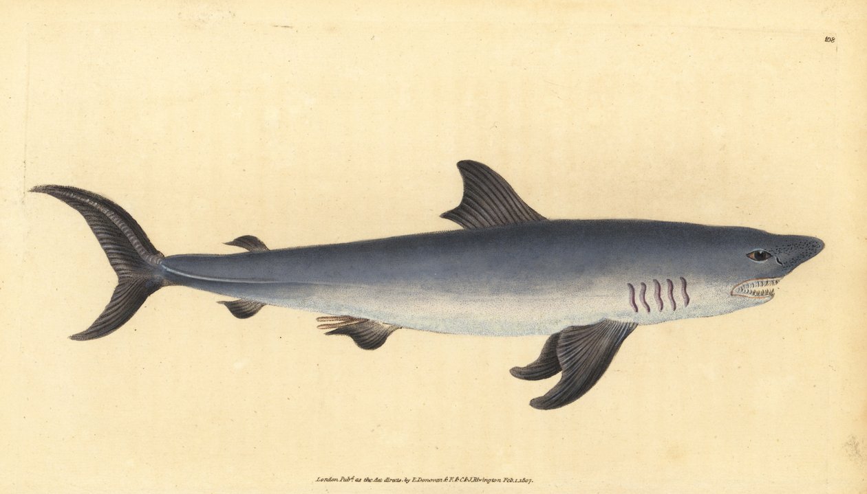 Heringshai, Lamna nasus. Handkolorierter Kupferstich von Edward Donovan aus seiner „Natural History of British Fishes“, Donovan und F.C. und J. Rivington, London von Edward Donovan