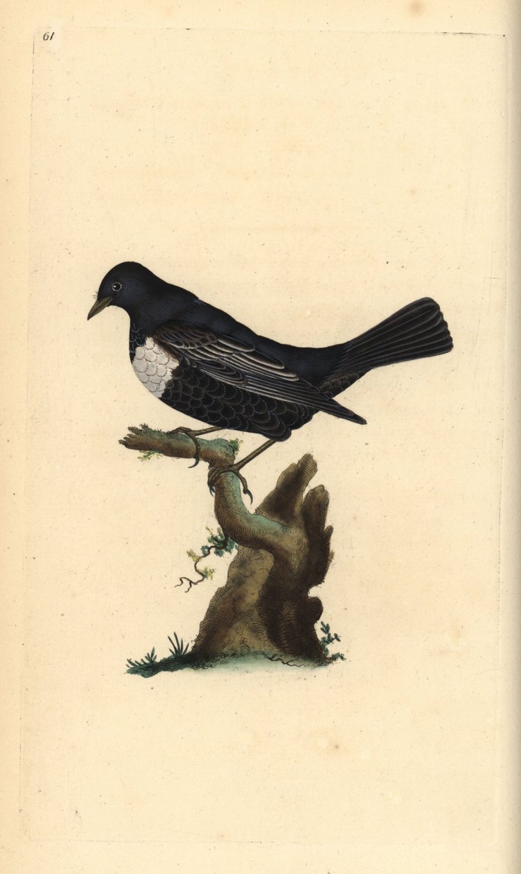 Ringdrossel, Turdus torquatus. Handkolorierte Kupferplatte gezeichnet und graviert von Edward Donovan aus seiner Natural History of British Birds, London von Edward Donovan