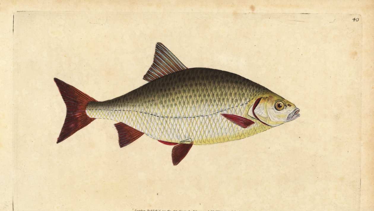 Rotfeder, Scardinius erythrophthalmus (Rotauge, Cyprinus erythrophthalmus). Handkolorierte Kupferstichzeichnung und Gravur von Edward Donovan aus seiner Natural History of British Fishes, Donovan und F.C. und J. Rivington, London von Edward Donovan