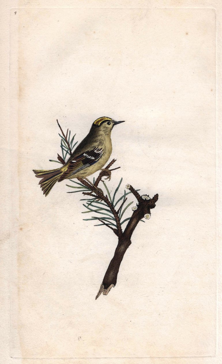 Wintergoldhähnchen. Regulus regulus. Kupferstich von Edward Donovan (1768-1837), veröffentlicht in „Histoire naturelle des oiseaux britanniques“, London von Edward Donovan