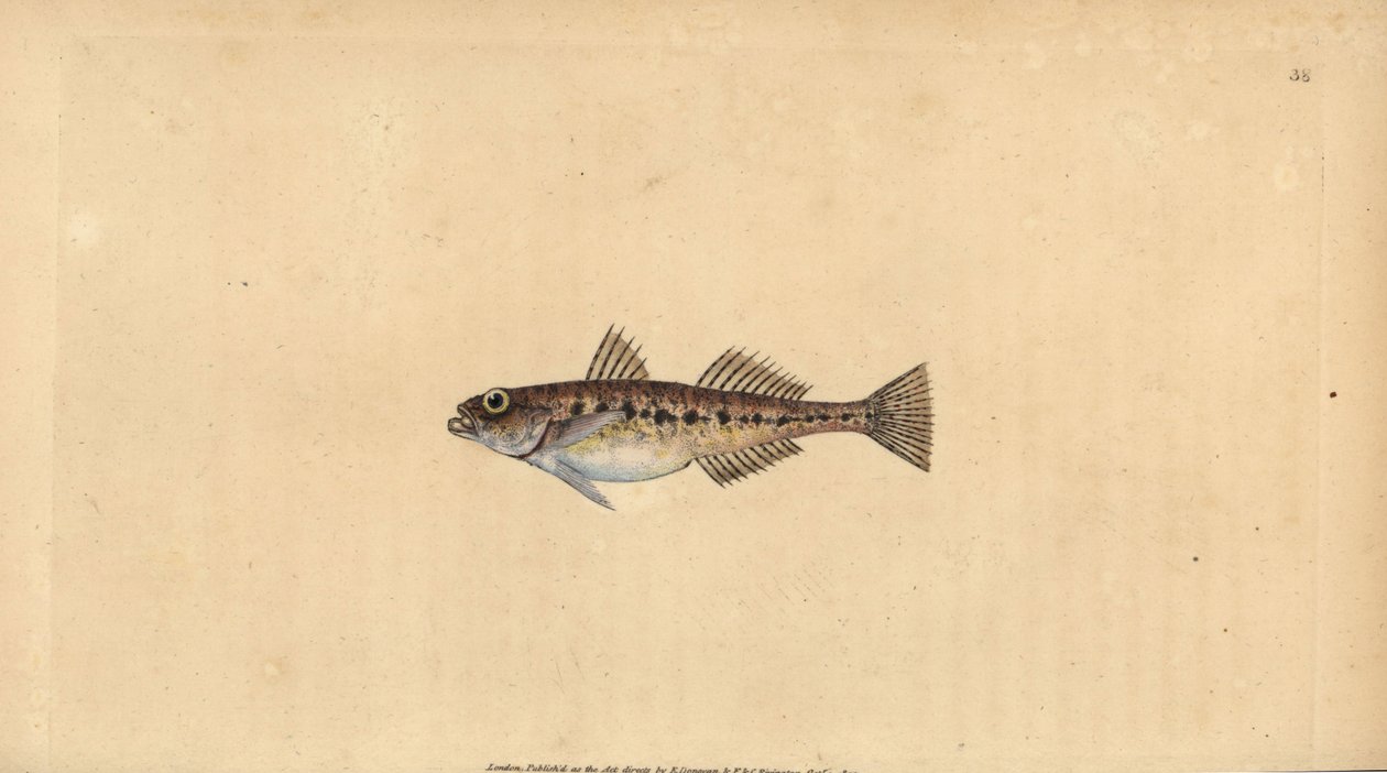 Sandgrundel, Pomatoschistus minutus (Gefleckte Grundel, Gobius minutus). Handkolorierte Kupferplatte gezeichnet und graviert von Edward Donovan aus seiner Naturgeschichte der britischen Fische, Donovan und F.C. und J. Rivington, London von Edward Donovan