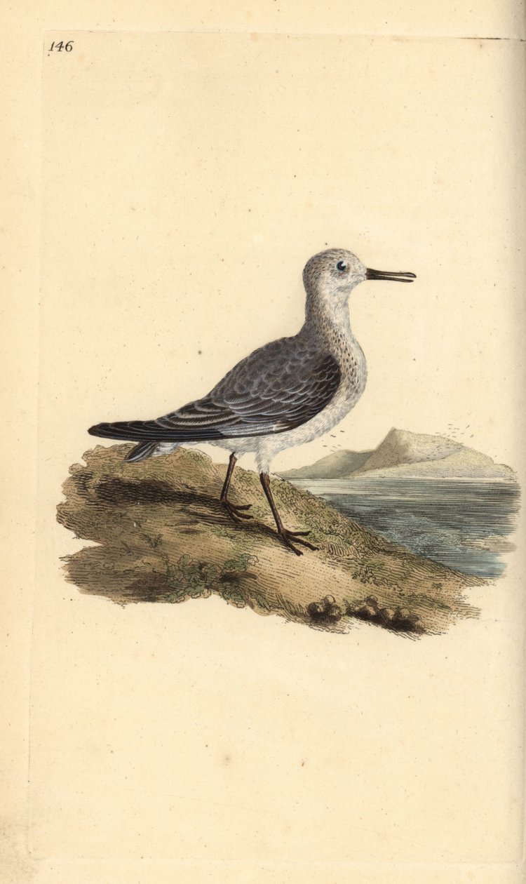 Sanderling, Calidris alba. Handkolorierte Kupferstich von Edward Donovan aus seiner Natural History of British Birds, London von Edward Donovan