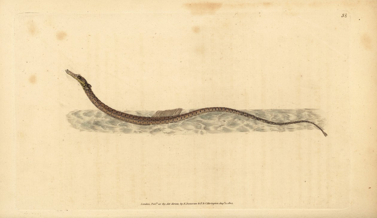 Sargassum-Rohrfisch oder pelagischer Rohrfisch. Handkolorierte Kupferplatte gezeichnet und graviert von Edward Donovan aus seiner Natural History of British Fishes, Donovan und F.C. und J. Rivington, London von Edward Donovan