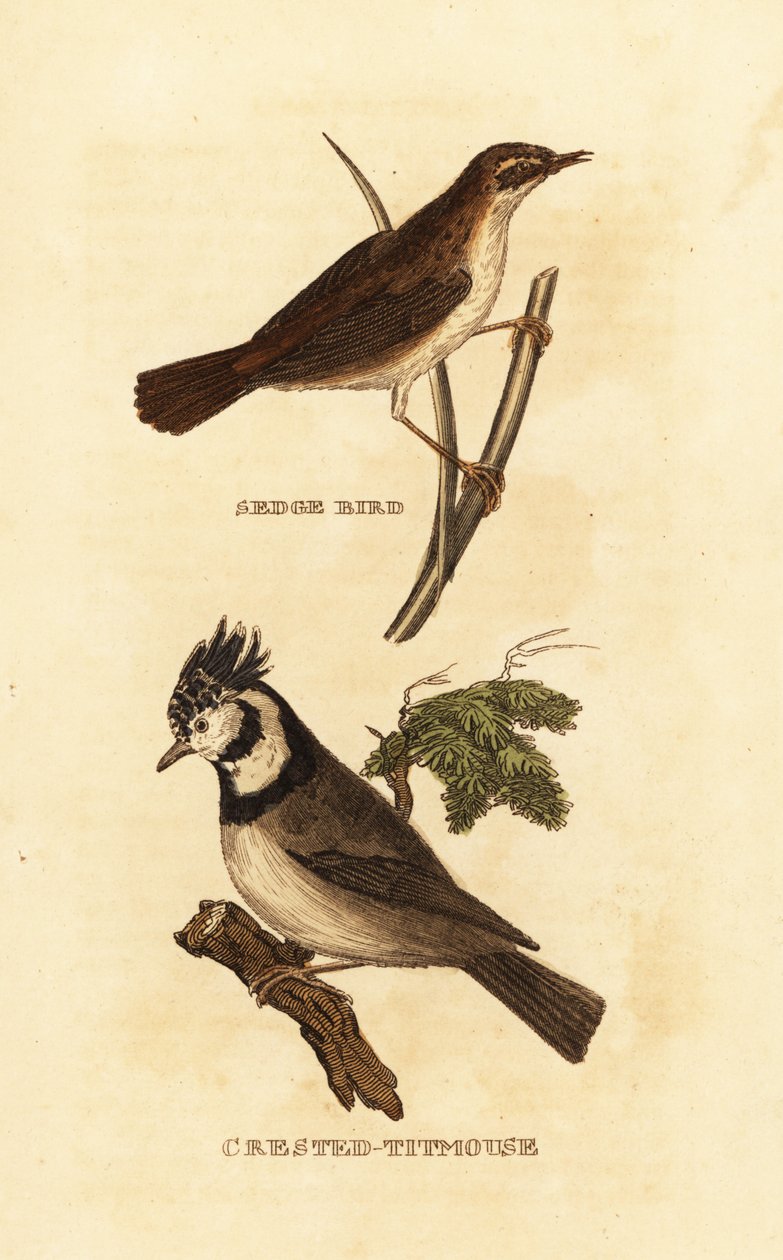 Schilfrohrsänger, Acrocephalus schoenobaenus, und Haubenmeise, Lophophanes cristatus von Edward Donovan