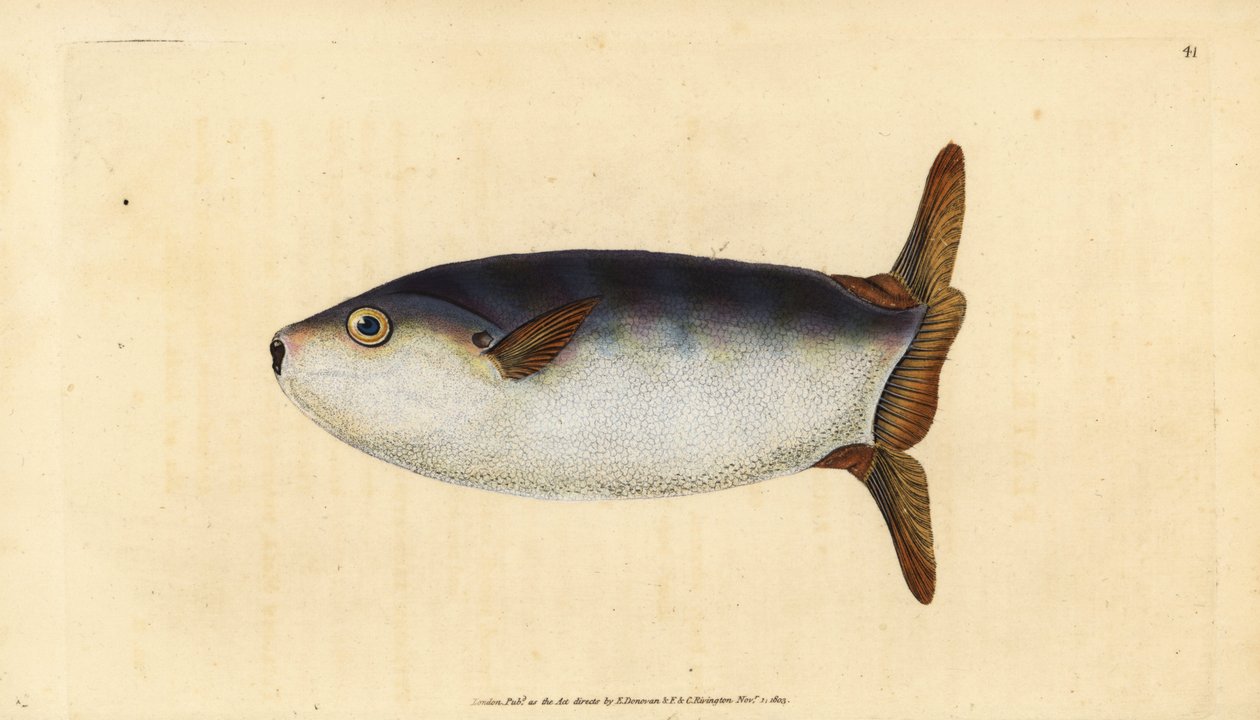 Schlanker Sonnenfisch, Ranzania laevis (Trunkierter Sonnenfisch, Tetrodon truncatus) von Edward Donovan