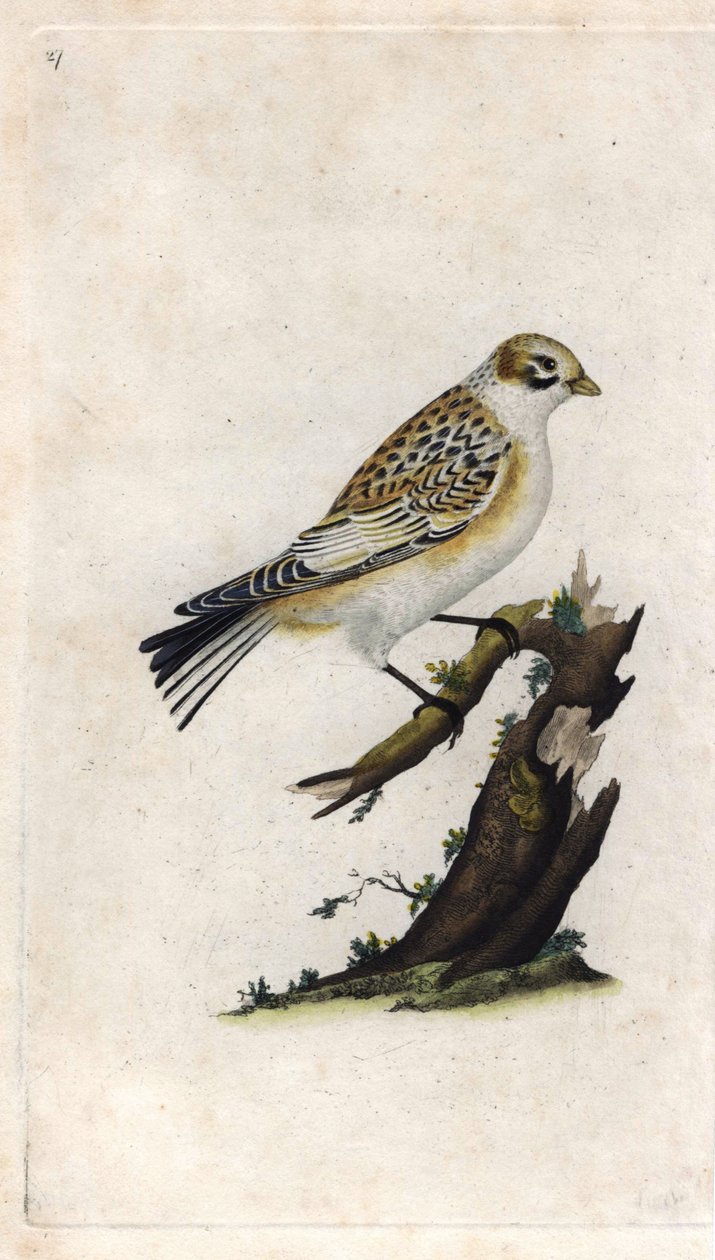 Schneesperling, Plectrophenax nivalis. Kupferstich von Edward Donovan, veröffentlicht in Histoire naturelle des oiseaux britanniques, London von Edward Donovan