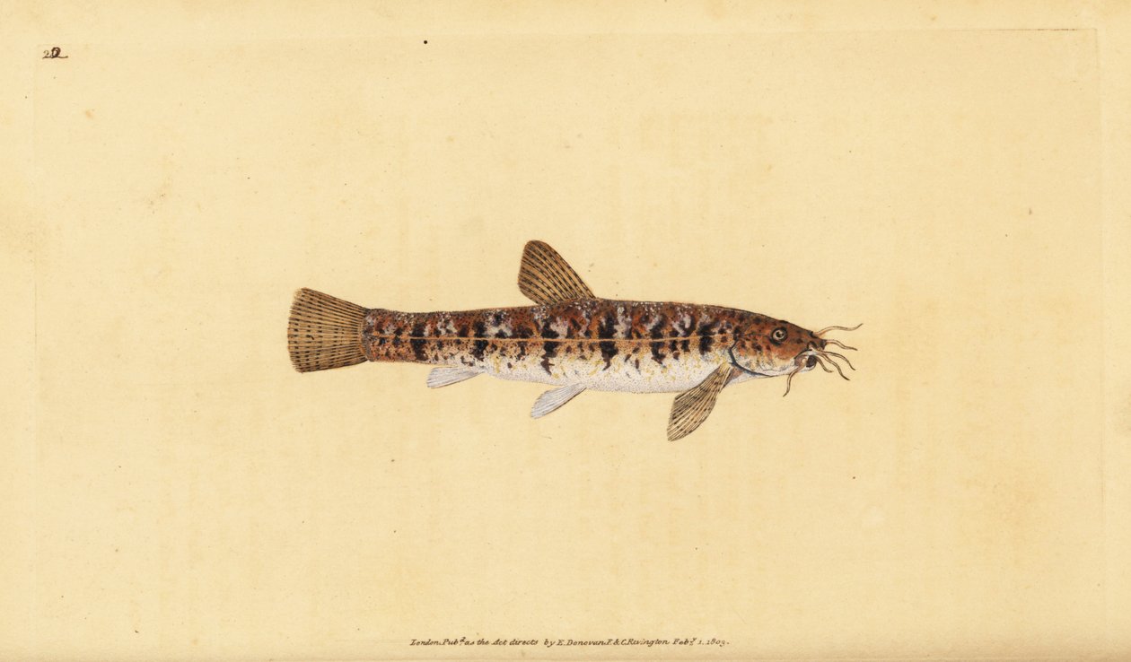 Steinbeißer, Barbatula barbatula (Bärtiger Steinbeißer, Cobitis barbatula). Handkolorierte Kupferstichzeichnung und Gravur von Edward Donovan aus seiner Natural History of British Fishes, Donovan und F.C. und J. Rivington, London von Edward Donovan