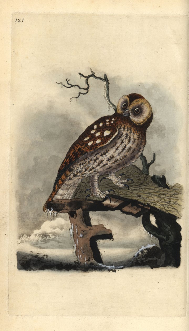 Waldkauz, Strix aluco. Handkolorierte Kupferplatte gezeichnet und graviert von Edward Donovan aus seiner Natural History of British Birds, London von Edward Donovan