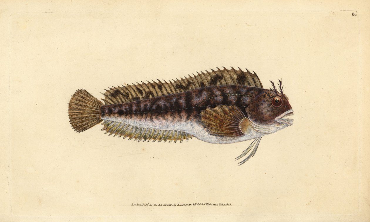 Tompot-Kiemenfisch, Parablennius gattorugine (Gattorugine, Blennius gattorugine). Handkolorierte Kupferplatte gezeichnet und graviert von Edward Donovan aus seiner Natural History of British Fishes, Donovan und F.C. und J. Rivington, London von Edward Donovan