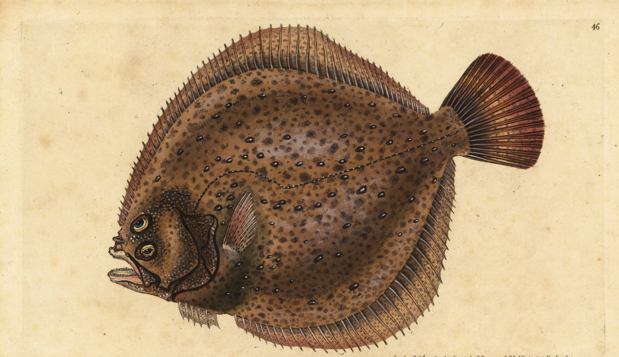 Steinbutt, Scophthalmus maximus (Pleuronectes maximus). Handkolorierte Kupferstichzeichnung und -gravur von Edward Donovan aus seiner Natural History of British Fishes, Donovan und F.C. und J. Rivington, London von Edward Donovan
