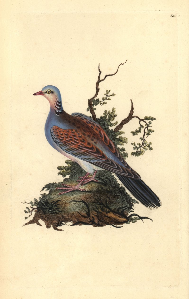 Turteltaube, Streptopelia turtur. Handkolorierte Kupferplatte gezeichnet und graviert von Edward Donovan aus seiner Natural History of British Birds (1794-1819) von Edward Donovan