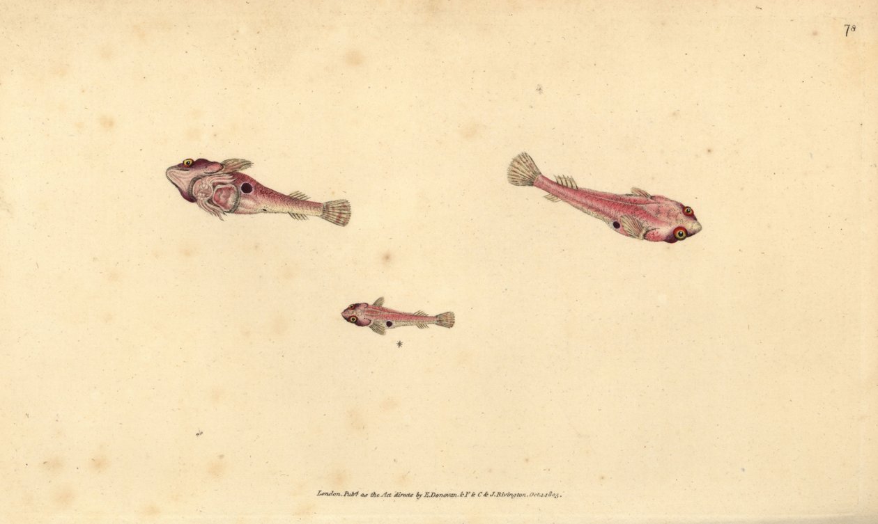 Zweifleckiger Klippenfisch, Diplecogaster bimaculata bimaculata (Zweifleckiger Sauger, Cyclopterus bimaculatus). Handkolorierter Kupferstich von Edward Donovan aus seiner „Natural History of British Fishes“, Donovan und F.C. und J. Rivington, London von Edward Donovan